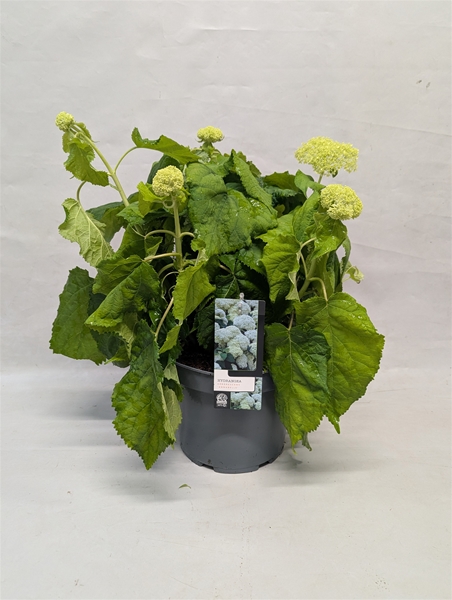 Hydrangea Arborescens Annabelle