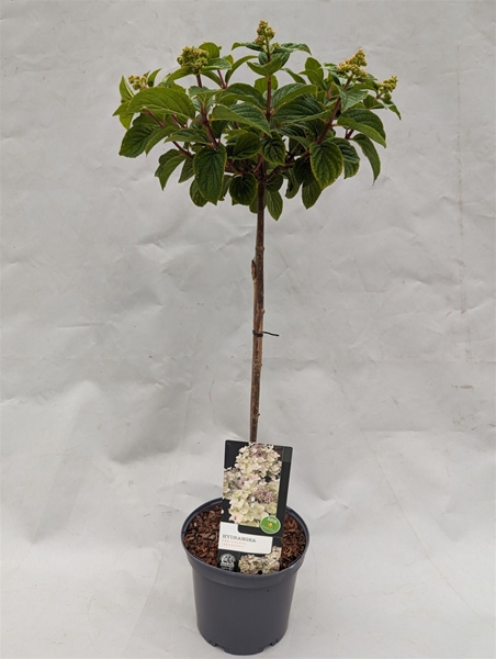 Hydrangea Paniculata Stam Bee Happy