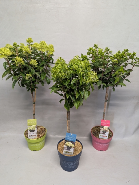 Hydrangea Paniculata Stam Mixlage