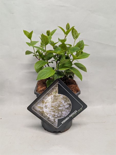 Hydrangea Paniculata Silver Dollar 
