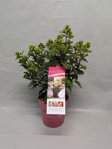 Hydrangea Paniculata Pinklight 