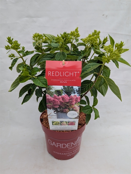 Hydrangea Paniculata Redlight