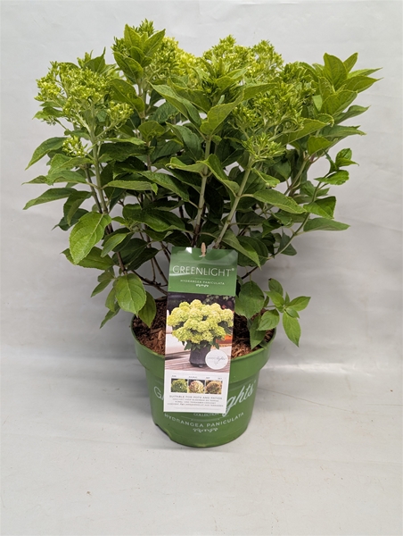 Hydrangea Paniculata Greenlight