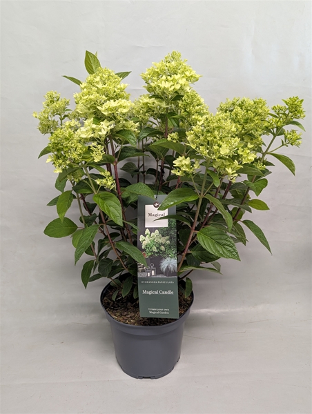 Hydrangea Paniculata Magical Candle