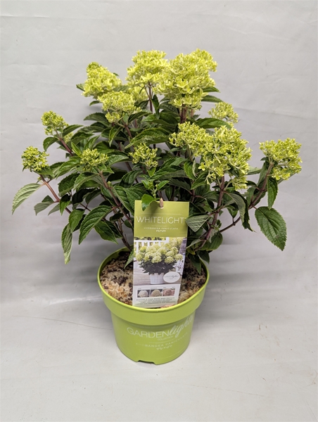 Hydrangea Paniculata Whitelight