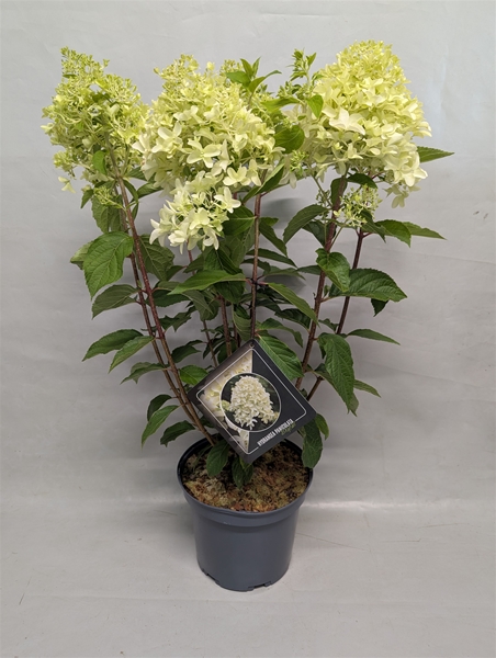 Hydrangea Paniculata Skyfall