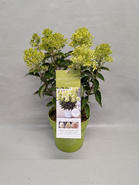 Hydrangea Paniculata Whitelight