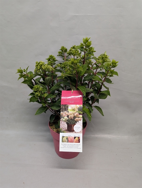 Hydrangea Paniculata Pinklight