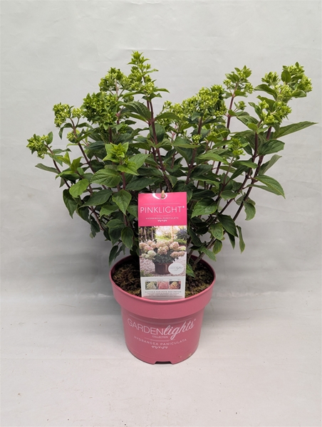 Hydrangea Paniculata Pinklight