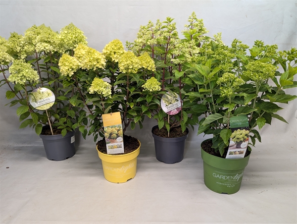Hydrangea Paniculata Mixlage