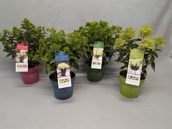 Hydrangea Paniculata Mixlage