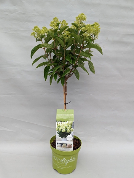 Hydrangea Paniculata Stam White Light