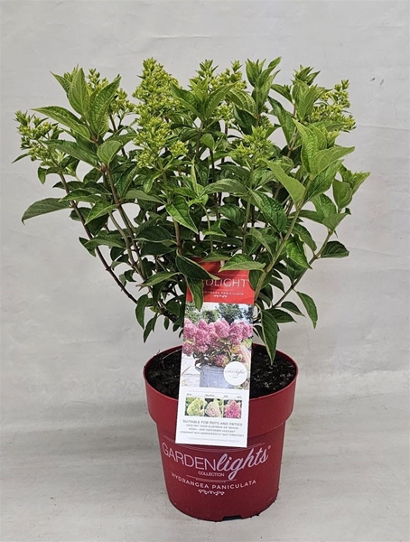 Hydrangea Paniculata Redlight