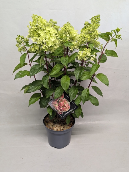 Hydrangea Paniculata Graffiti