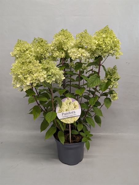 Hydrangea Paniculata Pandora