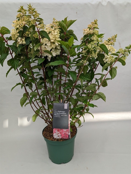Hydrangea Paniculata Pandria