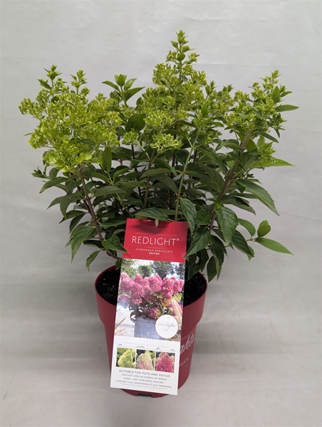 Hydrangea Paniculata Redlight