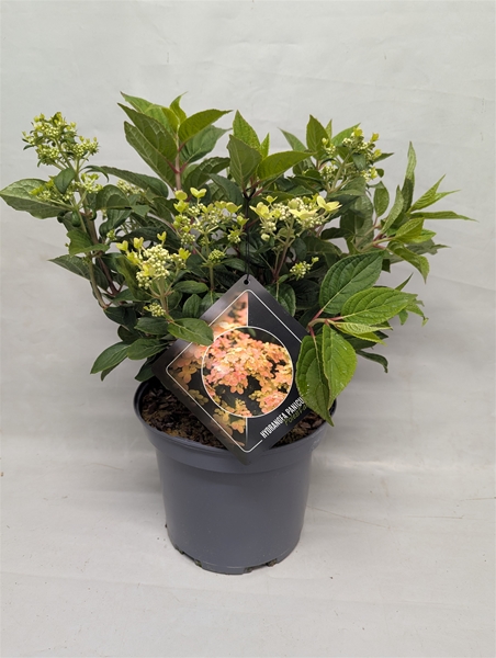 Hydrangea Paniculata Polestar