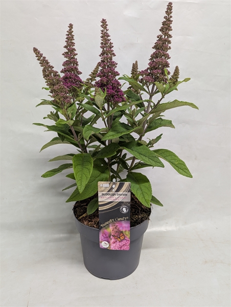 Buddleja Butterfly Candy Cerise
