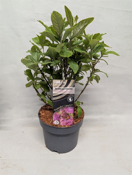 Buddleja Butterfly Candy Cerise