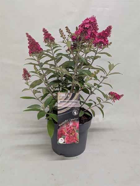 Buddleja Butterfly Candy Little Ruby