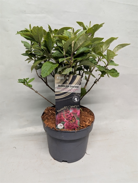 Buddleja Butterfly Candy Little Ruby