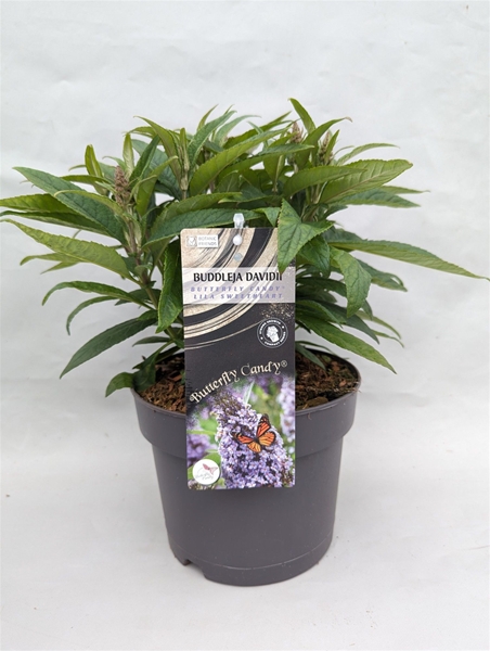 Buddleja Butterfly Candy Lila Sweetheart