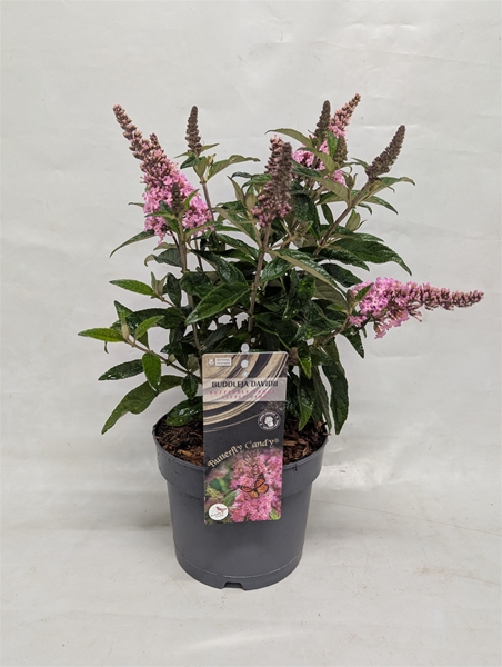 Buddleja Butterfly Candy Little Pink