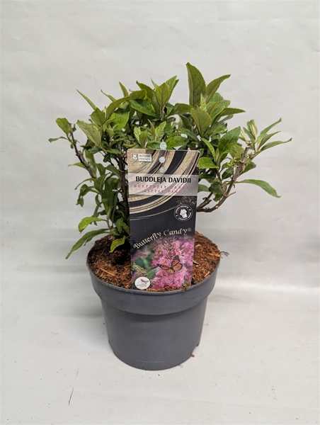 Buddleja Butterfly Candy Little Pink