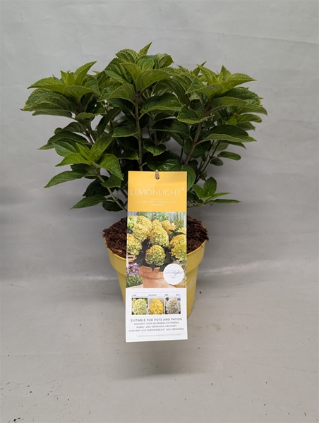 Hydrangea Paniculata Lemonlight