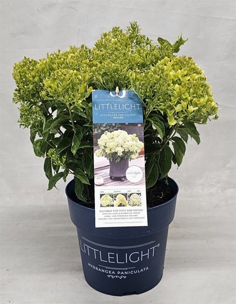 Hydrangea Paniculata Littlelight