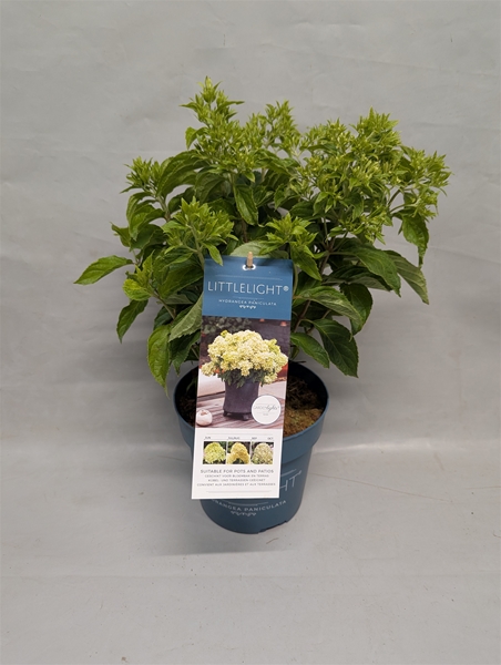 Hydrangea Paniculata Littlelight