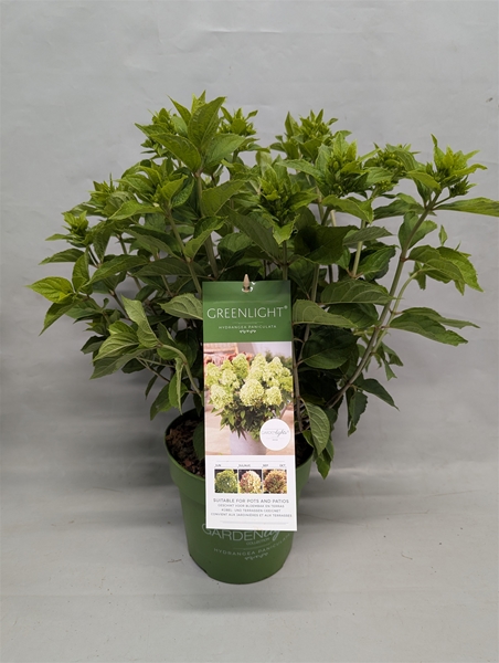 Hydrangea Paniculata Greenlight