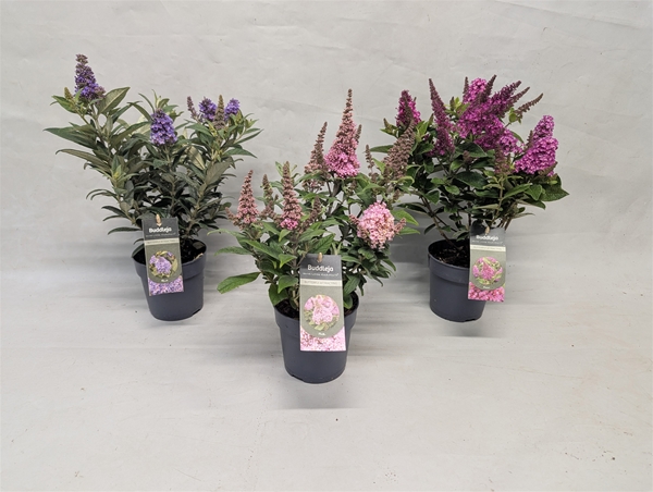 Buddleja Little Rockstars Mixlage