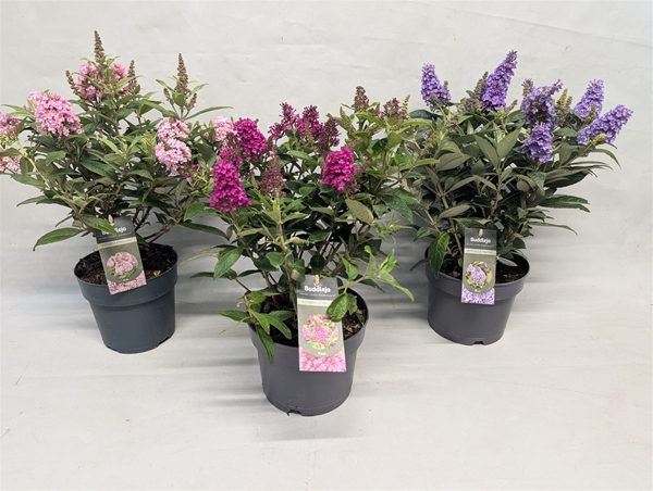 Buddleja Little Rockstars Mixlage