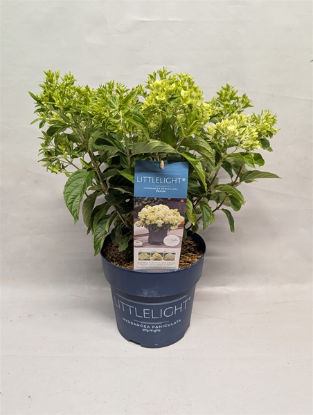 Hydrangea Paniculata Little Light
