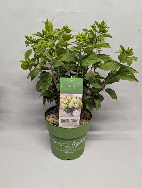 Hydrangea Paniculata GreenLight
