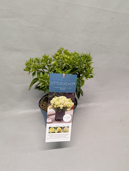 Hydrangea Paniculata Littlelight