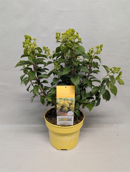 Hydrangea Paniculata Lemonlight