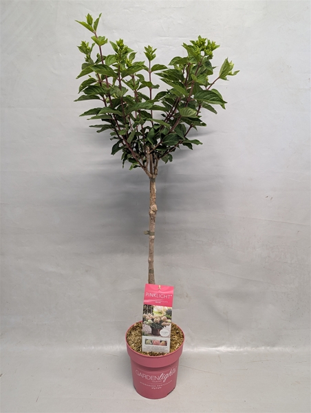 Hydrangea Paniculata Stam Pinklight 