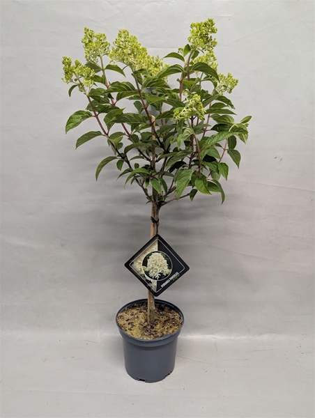 Hydrangea Paniculata Stam Skyfall