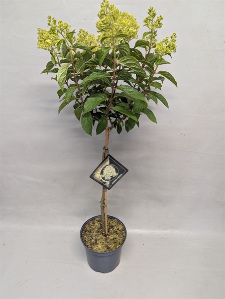 Hydrangea Paniculata Stam Skyfall
