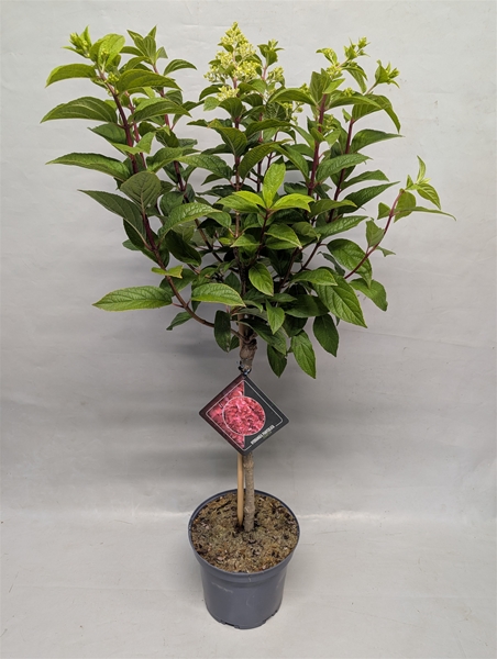 Hydrangea Paniculata Bonfire Stam