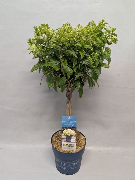 Hydrangea Paniculata Stam Littlelight