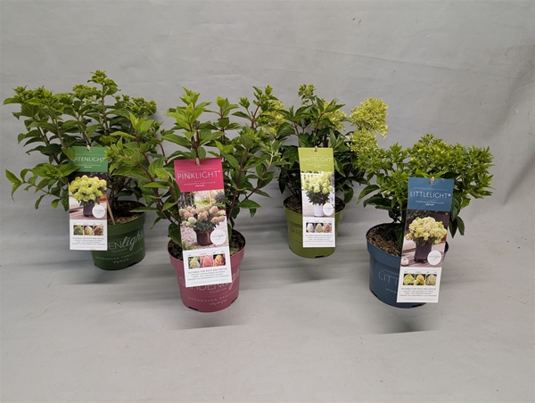 Hydrangea Paniculata Mixlage