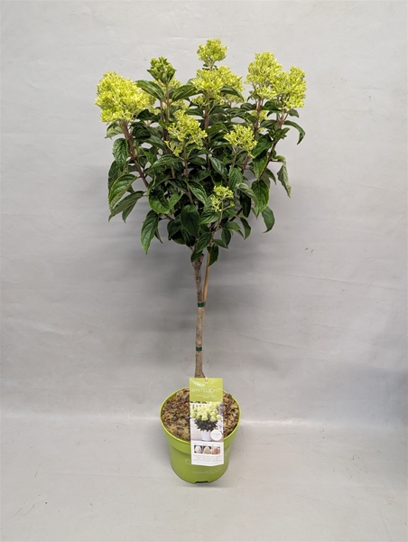 Hydrangea Paniculata Stam White Light