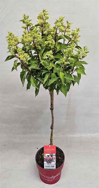 Hydrangea Paniculata Stam Red Light