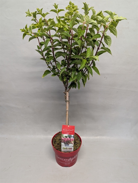 Hydrangea Paniculata Stam Red Light