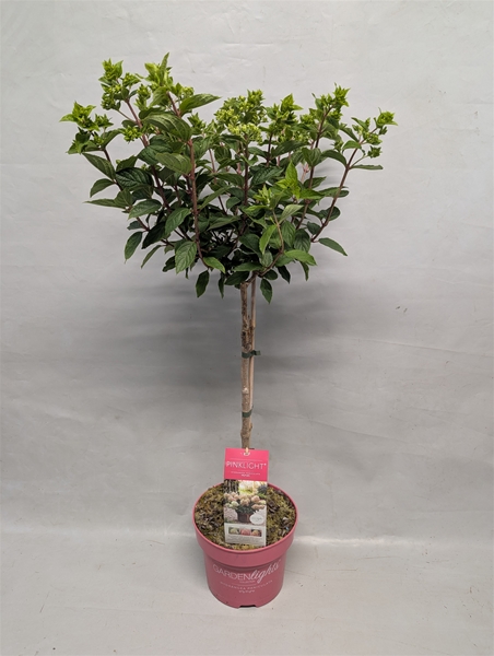 Hydrangea Paniculata Stam Pinklight