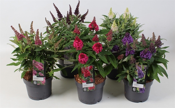 Buddleja Butterfly Candy Mixlage